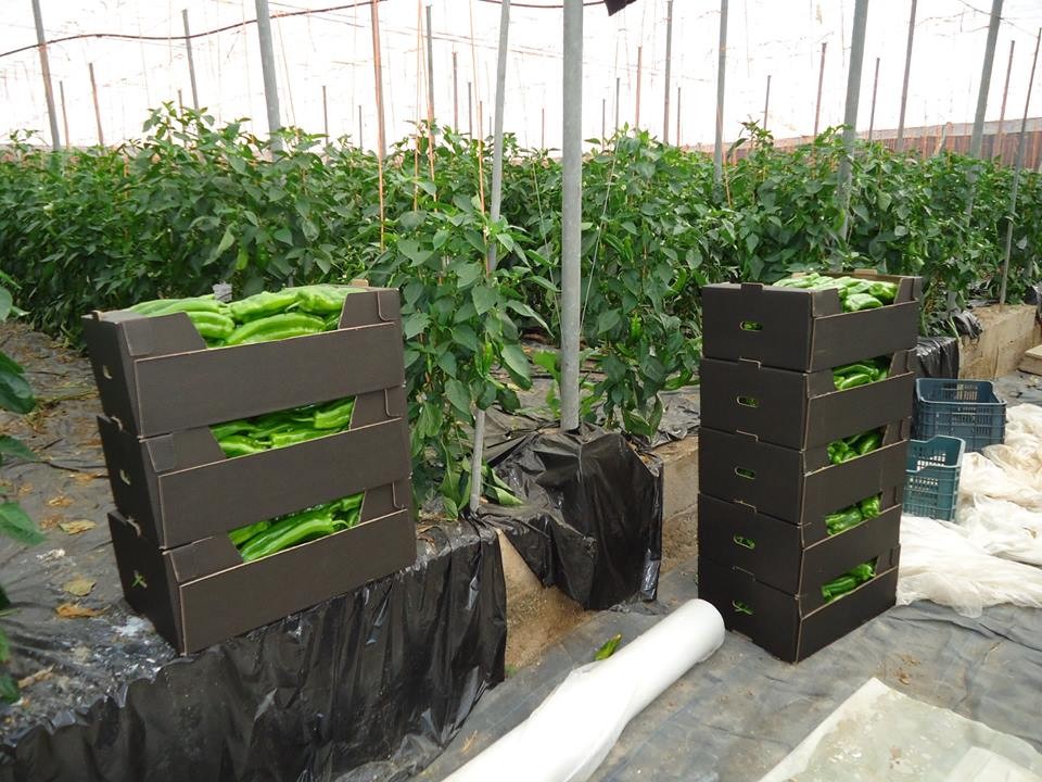 La campaña hortofrutícola 2024/2025 alcanzará en Almería los 3.716M€ en exportación, un 14% más que la anterior