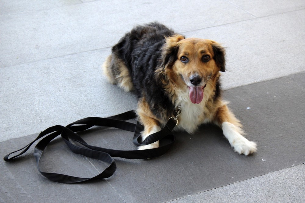 Un programa de televisión te ayuda a elegir tu perro